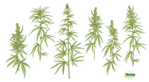 Hemp, cannabis plant in botanical style Illustrazione stock