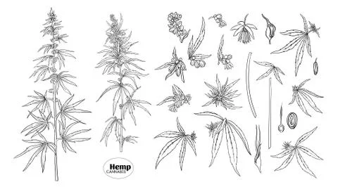Hemp, cannabis plant in botanical style Illustrazione stock