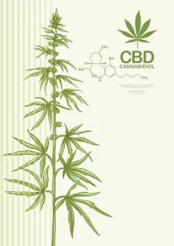 Hemp, Cannabis plant. Template, poster, card Stock Illustration