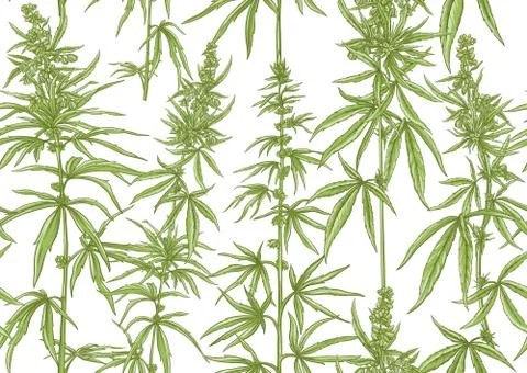 Hemp, Cannabis seamless pattern, background. Stock Illustration