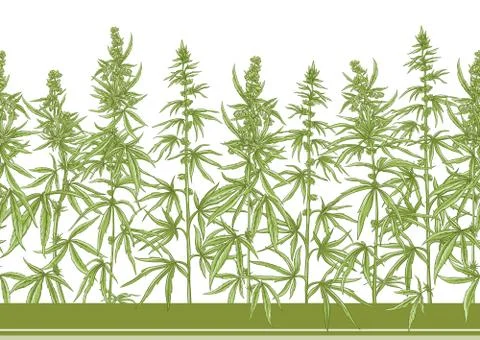 Hemp, Cannabis seamless pattern, background. Stock Illustration