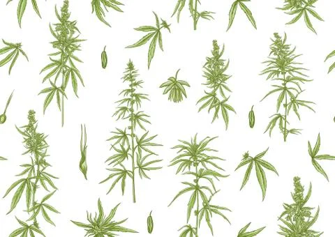 Hemp, Cannabis seamless pattern, background. Stock Illustration