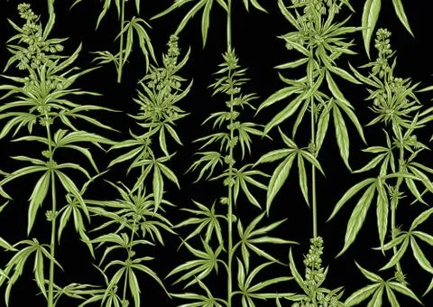 Hemp, Cannabis seamless pattern, background. Stock Illustration