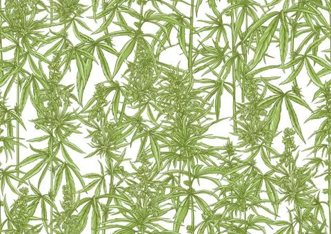 Hemp, Cannabis seamless pattern, background. Stock Illustration