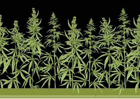 Hemp, Cannabis seamless pattern, background. Stock Illustration