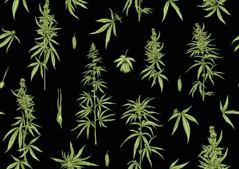 Hemp, Cannabis seamless pattern, background. Illustrazione stock