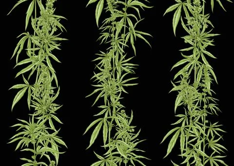 Hemp, Cannabis seamless pattern, background. Illustrazione stock