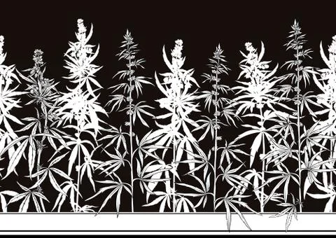 Hemp, Cannabis seamless pattern, background. Illustrazione stock