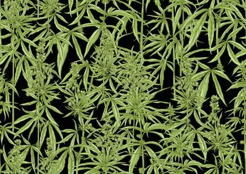 Hemp, Cannabis seamless pattern, background. Stock Illustration