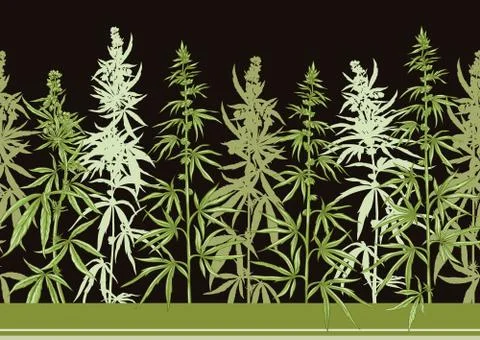Hemp, Cannabis seamless pattern, background. Stock Illustration