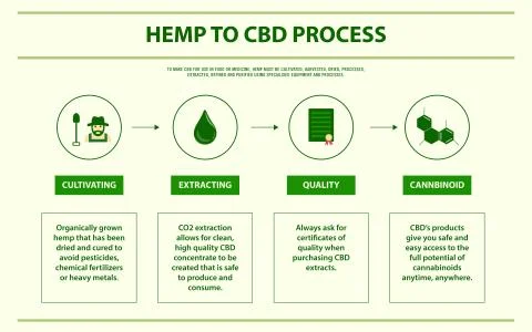 Hemp to CBD process horizontal infographic Illustrazione stock