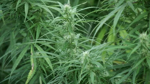 Hemp closeup Stock Footage 101446704