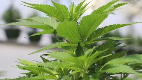 Hemp closeup Stock Footage 146545033