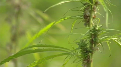 Hemp cultivated cannabis genus W508004 043658 Stock Footage