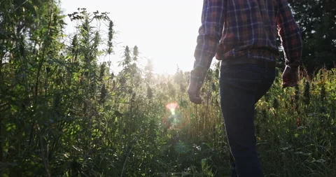 Hemp farmer walking through cannabis field at sunset Stock Footage