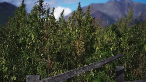 Hemp field among high mountains Stock-Footage 116049983