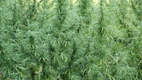 Hemp Field Stock Footage 101437178