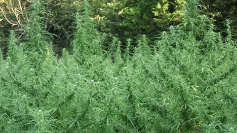 Hemp Field Stock Footage 101697476