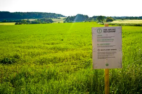 A hemp field in Hesse, m Germany. Legal hemp cultivation for medicine or food Stock Photos