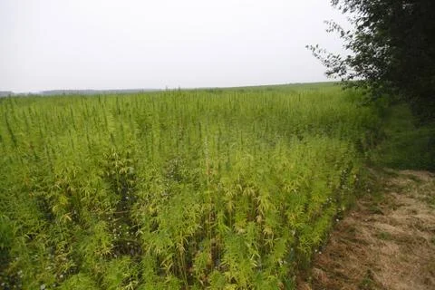 Hemp field Foto stock