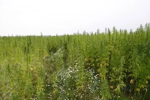 Hemp field Stock Photos