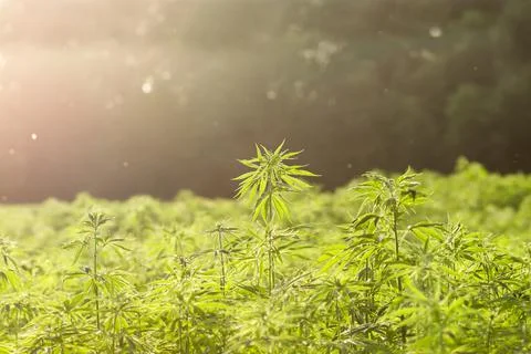 Hemp field Stock Photos