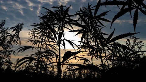 Hemp Field: Time Lapse at Sunrise with Colorful Clouds and Cannabis Plants Stock Footage 122367412