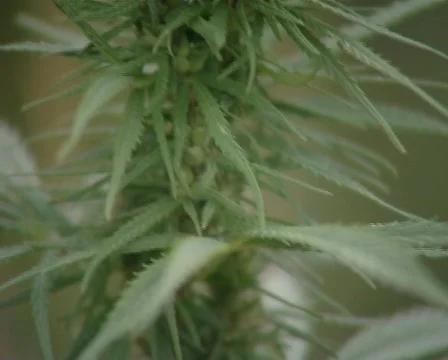 Hemp Stockbeeldmateriaal 490685