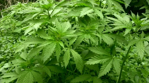 Hemp Stock Footage 843611