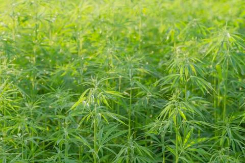 A hemp forest Foto stock