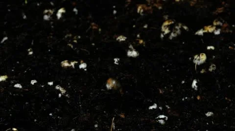 Hemp Growing from Seed (time lapse) Stock Footage 10560274
