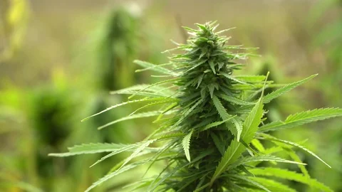 Hemp grows on the field. Stock Footage 115317175