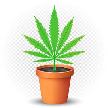 Hemp grows in flowerpot Stock Illustration