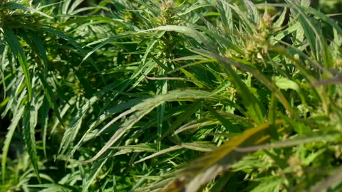 Hemp grows in the garden. Selective focus. Stock Footage 218592194