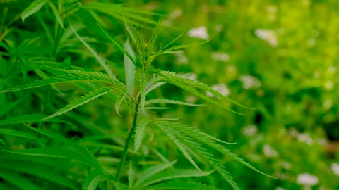 Hemp grows in the garden. selective focus. Stock Footage 267853476