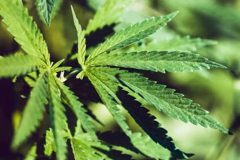 Hemp leaf closeup Stock Photos