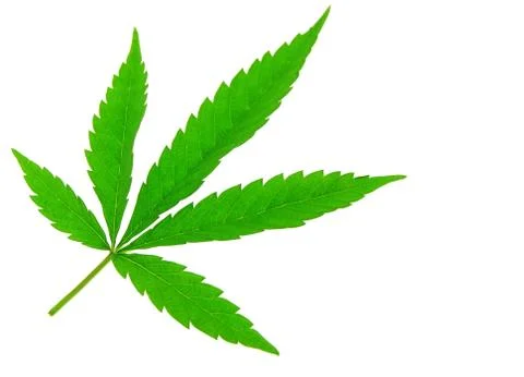 Hemp leaf isolated on white background Stock Photos