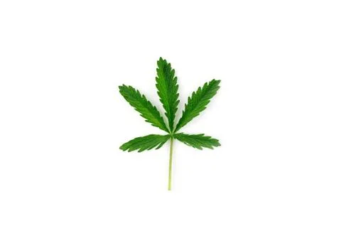 Hemp leaf isolated on white background. Stock Photos