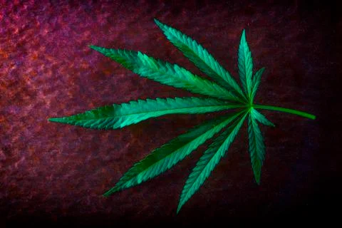 Hemp leaf on old red background, close-up 스톡 사진