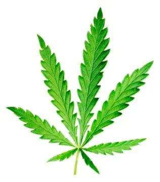 Hemp leaf. Stock Photos