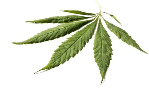 A hemp leaf on a white background. close-up. Stock Photos