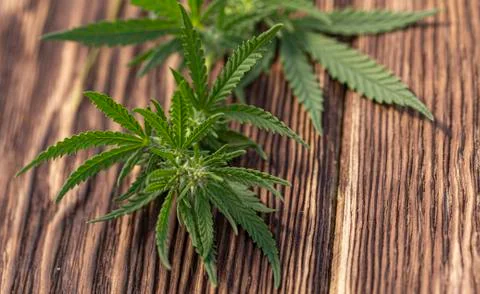 A hemp leaf on a wooden texture background Foto stock