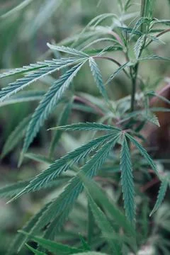 Hemp leaves close-up Stock Photos