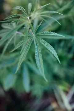 Hemp leaves close up Stock Photos