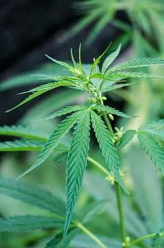 Hemp leaves Stock Photos