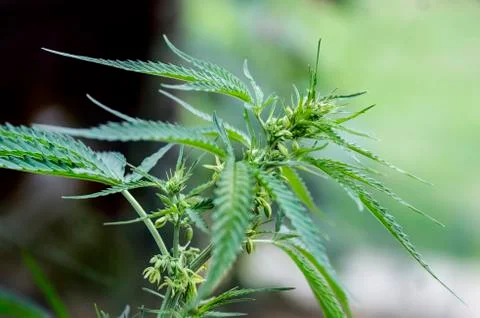 Hemp leaves Foto stock