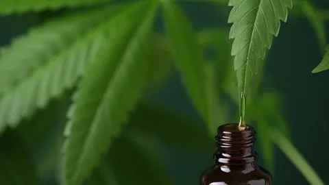 Hemp oil extract dropping from hemp leaf. Stock Footage 274443378