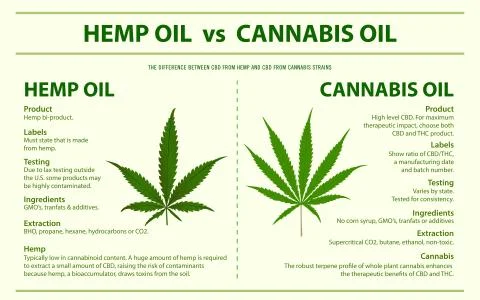 Hemp oil vs Cannabis oil horizontal infographic Stock Illustration