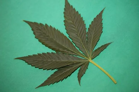 Hemp or cannabis leaf close up medical marihuana isolated on green background Stock Photos