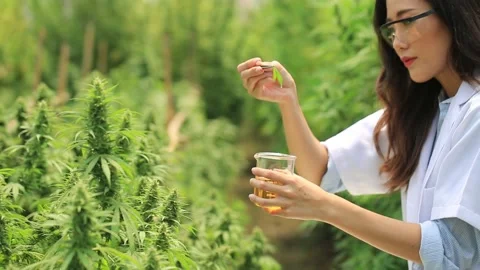 Hemp or CBD Oil for fiber production and medicinal oils biological and ecolog Video stock 200865403